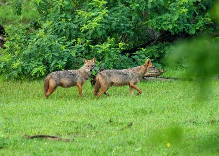 Transfer to Yala – Wild Escape