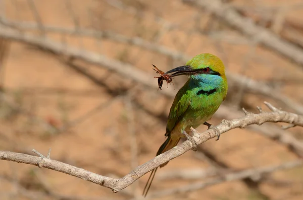 Transfer to Yala – Wildlife Region