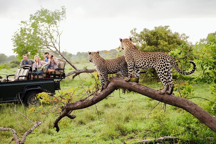 Yala Full-Day Safari
