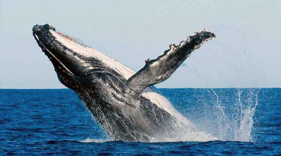 DownSouth Tour - Beaches, Wildlife & Adventure